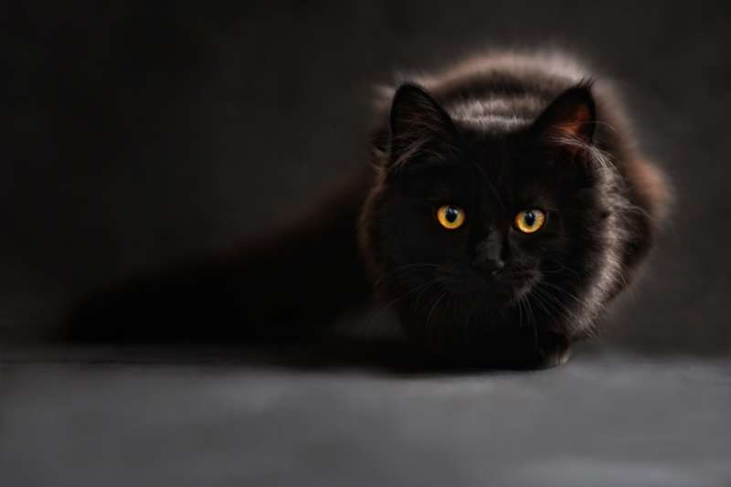 gat negre