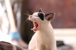 gat badallant